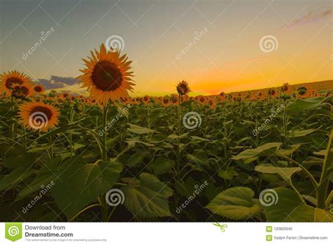 Sunflower Fields During Sunset Digital Composite Of A Sunrise O Stock