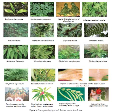 Ethnomedicinal Uses of Pteridophytes of Garhwal Region, Uttarakha