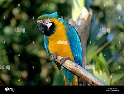 Parrots Of Africa High Resolution Stock Photography And Images Alamy