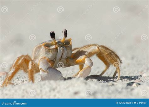 A Ghost Crab In The Sand Along Wiggins Pass Florida Stock Image