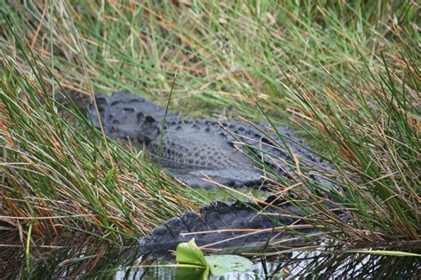 American Alligator From Miami Dade County Fl Usa On December