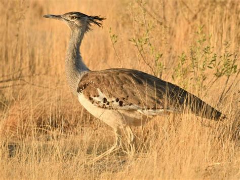 The National Animal Of Botswana: What It Is And Why