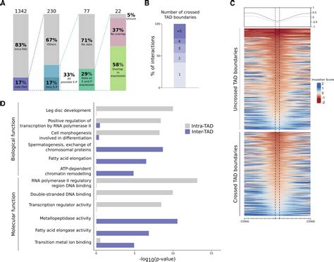 Pdf Enhancerpromoter Interactions Can Form Independently Of Genomic