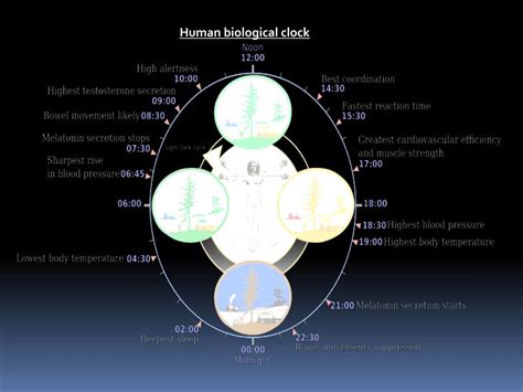 Ppt Circadian Rhythm Disorders In Malaysia Powerpoint Presentation