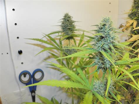 Strain Gallery Sexbud Female Seeds Pic 23081912376108162 By Vortwenty