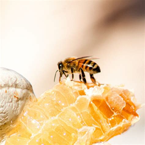 Honey Mead Yeast 5gm