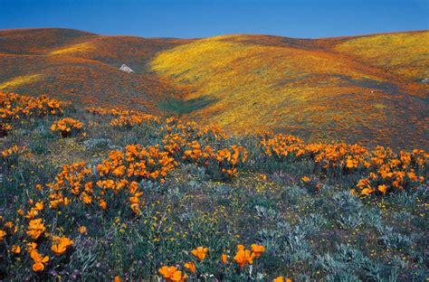 Antelope Valley California Poppy Reserve Snr Best Place To Flickr