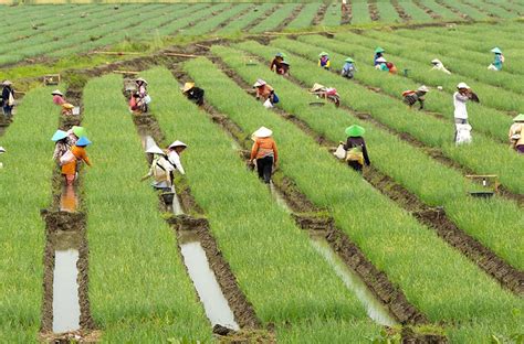 Kementan Pastikan Produksi Pertanian Meningkat Setiap Tahun Jurnal