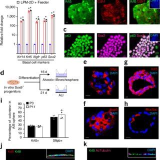 solation and characterization of Sox9 + embryonic lung progenitors. (a ... 