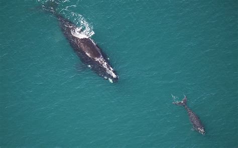 Save Right Whale Calves Protection Measures Needed Conservation Law