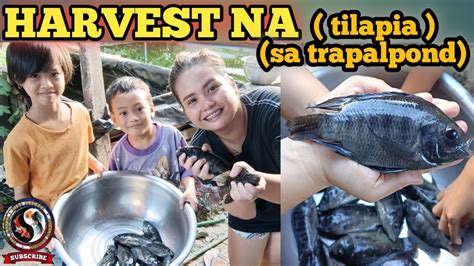 Ito Na Ang Resulta Ng Ating Pag Alaga Ng Tilapia Sa Trapal Pond