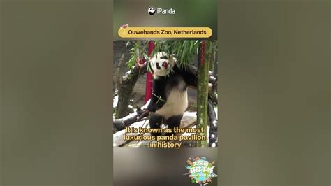 【pandas World Travel】giant Pandas Oversea Mansions Ep1 Ipanda Youtube