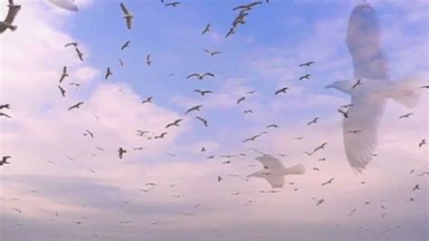 Seagulls Birds Flying In Slow Motion YouTube