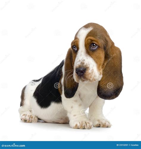 Basset Hound Puppy Stock Image Image Of Portrait Melancholy 2313251