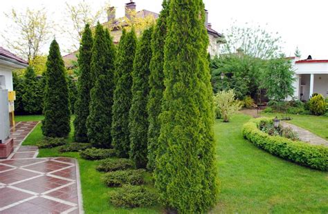 Туя даника в ландшафтном дизайне дачного участка (65 фото) - красивые ...