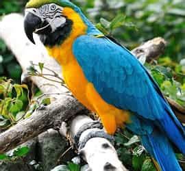 Macaw Parrot Price in Pakistan Guide (2023) - Parrots for Sale