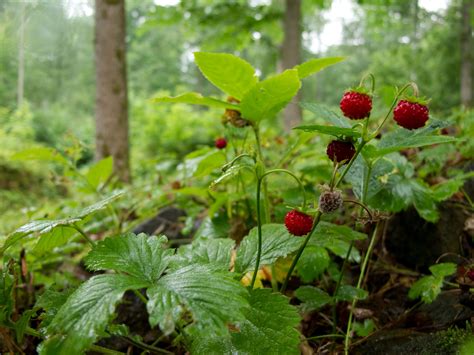 Echte Walderdbeere Fragaria Vesca Sehr Leckere Früchte Ca 2000 Samen