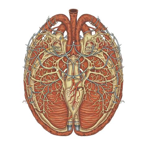 An Intricately Detailed Anatomical Illustration Of The Human Body