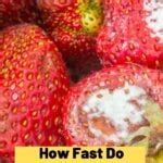 How Fast Do Strawberries Mold Strawberry Plants