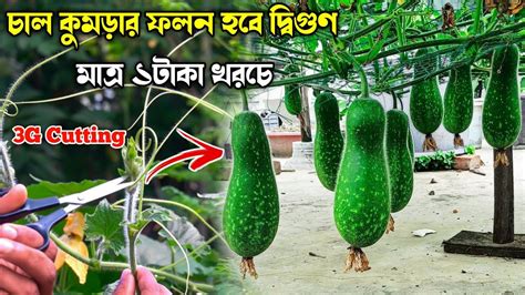 চাল কুমড়ার ফলন হবে দ্বিগুণ মাত্র ১ টাকা খরচে কুমড়া চাষ পদ্ধতি