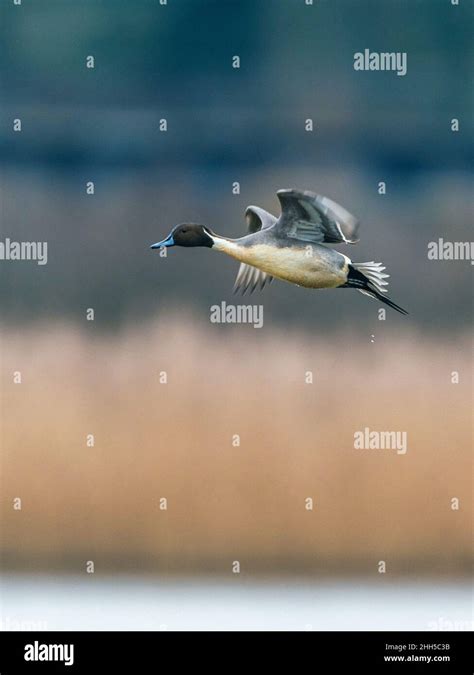 Male Of Northern Pintail Anas Acuta Bird In Flight Over Marshland