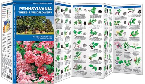 Pennsylvania Trees Wildflowers Pocket Naturalist Guide