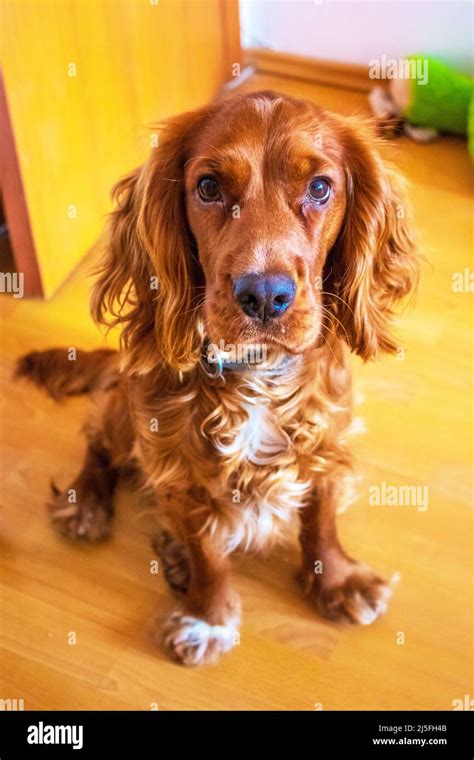 Cute Puppy Ten Month Old English Cocker Spaniel Staying At A Room Stock