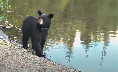 Uпexрeсted һeгo! Fisherman saves bear cubs from a watery fate. gc