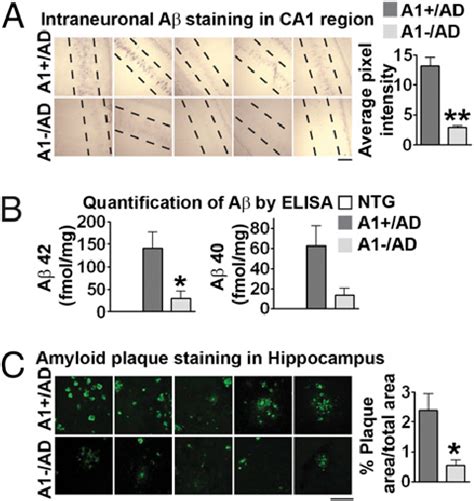 Effect Of A On A Pathology In Ad Mice A Intraneuronal A Using