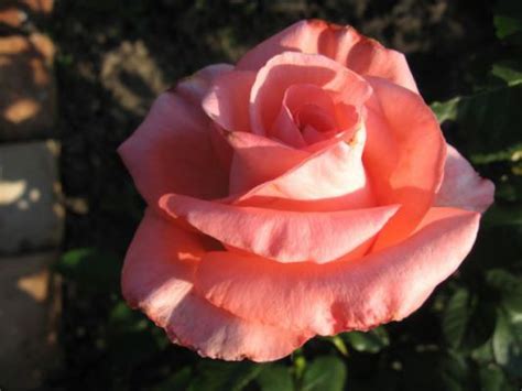 Купить Nobilis rose. Чайно-гибридная роза Нобилис саженцы | PLANTE.md