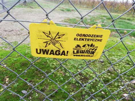 Dzika Zwierzyna Na Plantacjach Jagodnik