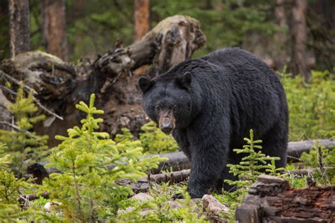 Black Bear Project Targets Last Piece of Predator Puzzle - Yellowstone ...