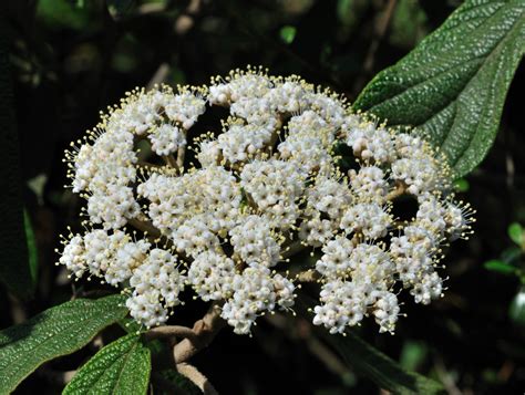 Viburnum rhytidophyllum (Leatherleaf Viburnum) | North Carolina Extension Gardener Plant Toolbox