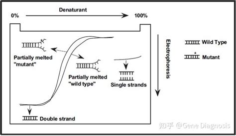 变性梯度凝胶电泳dgge介绍 知乎
