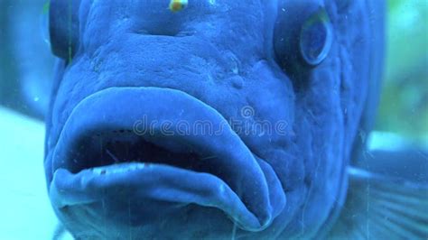 Big Blue Monster Fish in Aquarium. Blue Background. 4K UltraHD, UHD ...