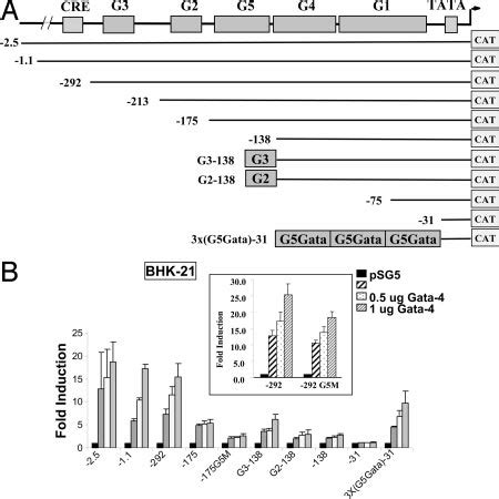 Gata 4 Transactivates The Glucagon Gene Promoter Trough G5 A Schematic