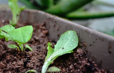 Different Types Of Gardening Soil