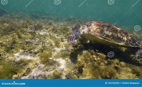 La Tortue De Mer Nage Dans Les Eaux Peu Profondes Des Récifs Coralliens