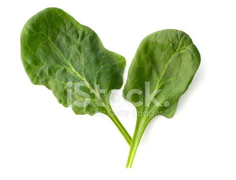 Spinach, Healthy Leaf Vegetable Isolated Cut Out On White Backgr Stock ...