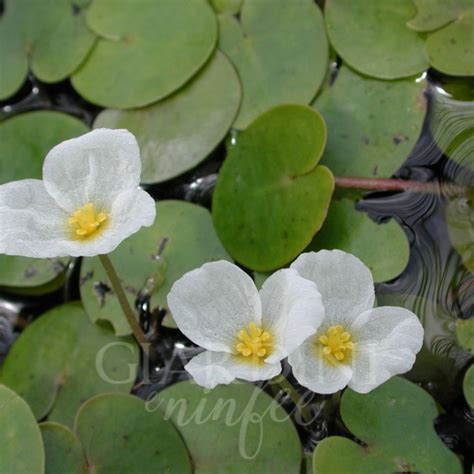 Hydrocharis Morsus Ranae Giardini E Ninfee