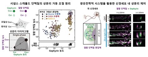 신경 시냅스 구성 단백질 상분리 거동 규명 연구성과 연구 서울대학교