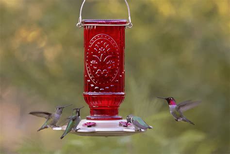 Best Hummingbird Feeder Options - Birding Insider