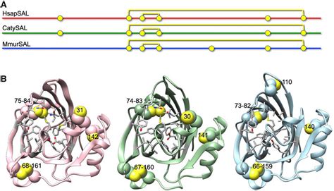 A Schematic Diagram Showing The Pairing Of Cysteines In Hsapsal