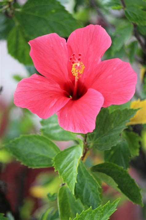 Flor De Hibisco Vermelho Foto Gratuita No Pixabay Pixabay