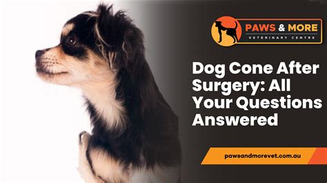 How Long Do Dogs Wear A Cone After Spaying