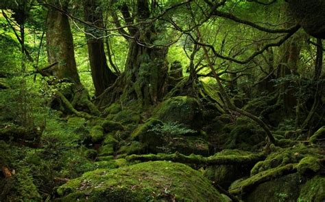 Trees Landscape Forest Nature Branch Moss Green Wilderness