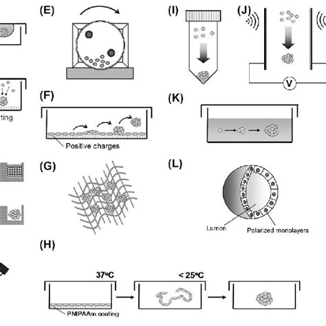 A Model Of The Spheroid Formation Process Spheroid Formation Can Be Download Scientific