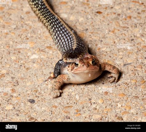 Snake With Legs Hi Res Stock Photography And Images Alamy