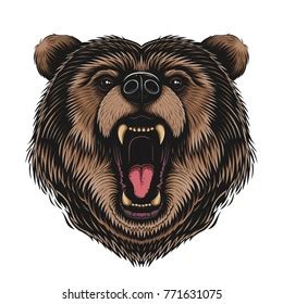 Bear Face Drawing Royalty Free Images Stock Photos Pictures