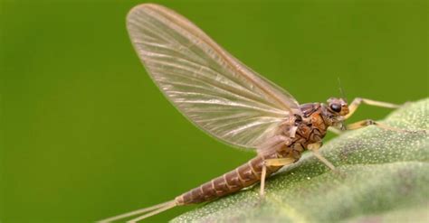 Crane Fly vs Mayfly: What are the Differences? - A-Z Animals